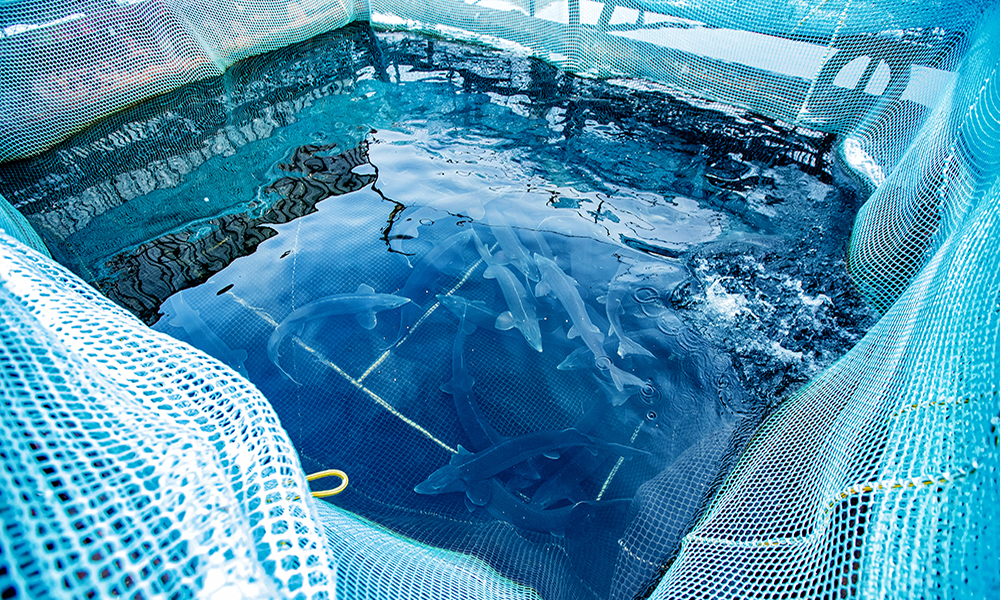 aqua-sightline-app-advanced-aquaculture-technology-fish-farm-main