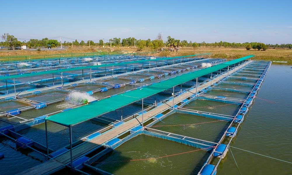 pisciculture - un jour dans la vie - aquaculture