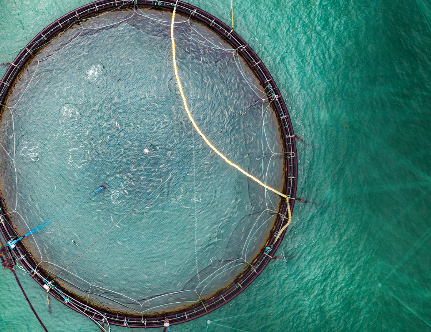 Utiliser l'analyse de données pour optimiser la biomasse aquacole